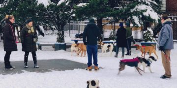 People with their dogs in the park.