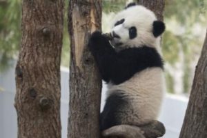 A panda at the Smithsonian's zoo.