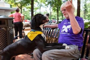 A one-year-old Labrador Retriever/Pointer Mix