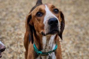 A two-year-old Hound/Mix.