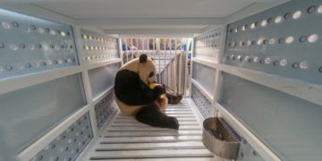 Giant panda Bei Bei