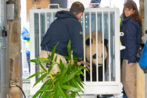 Curators help load Bei Bei into the crate he'll fly to China in.