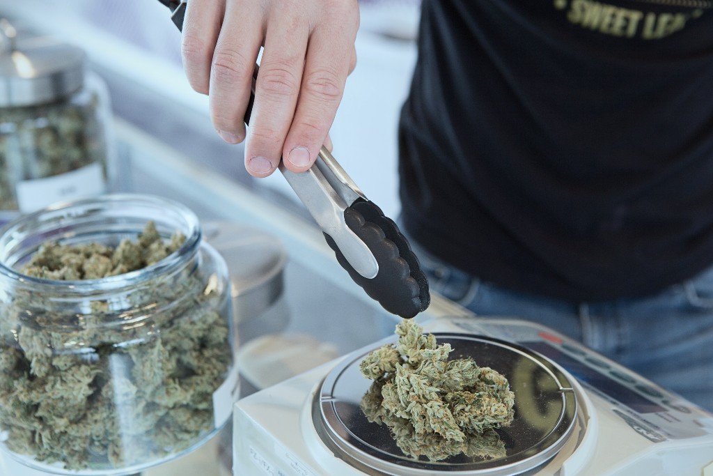 A person holding cannabis with gray tongs.