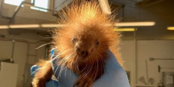 The baby porcupine of Smithsonian's National Zoo