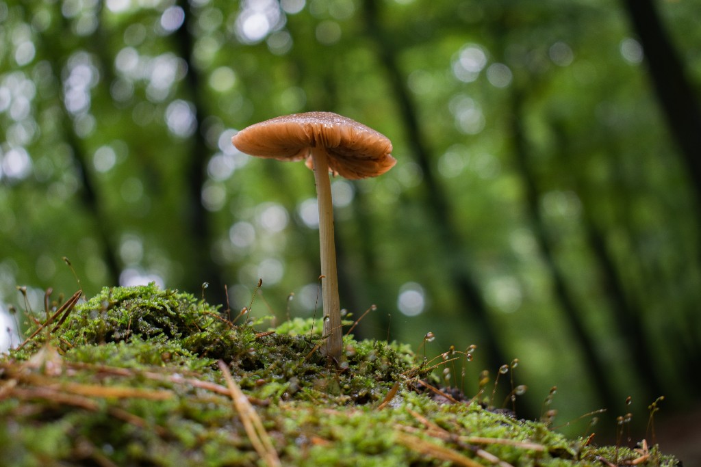 A mushroom with green trees in the background
