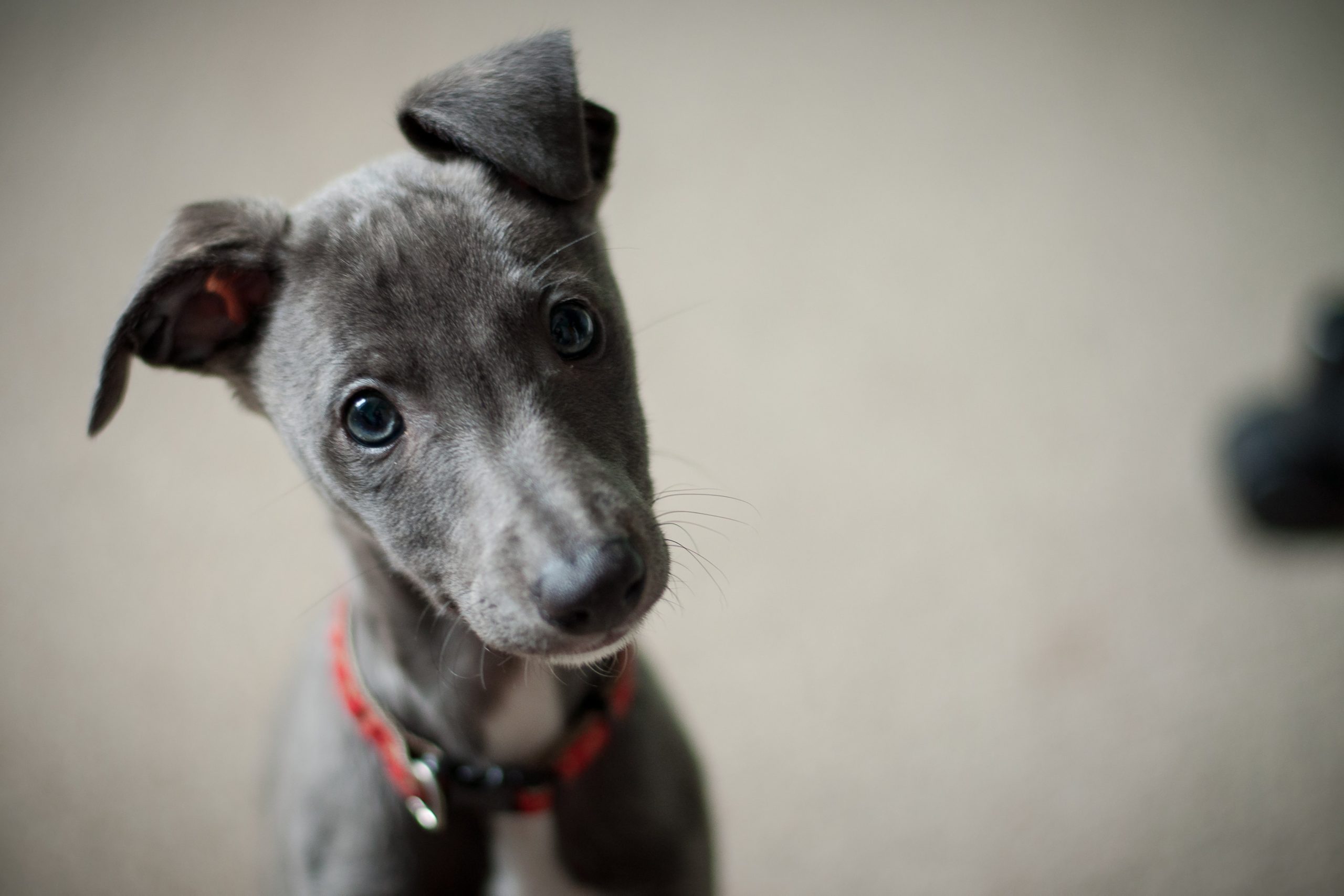 A 10-week-old gray whippet