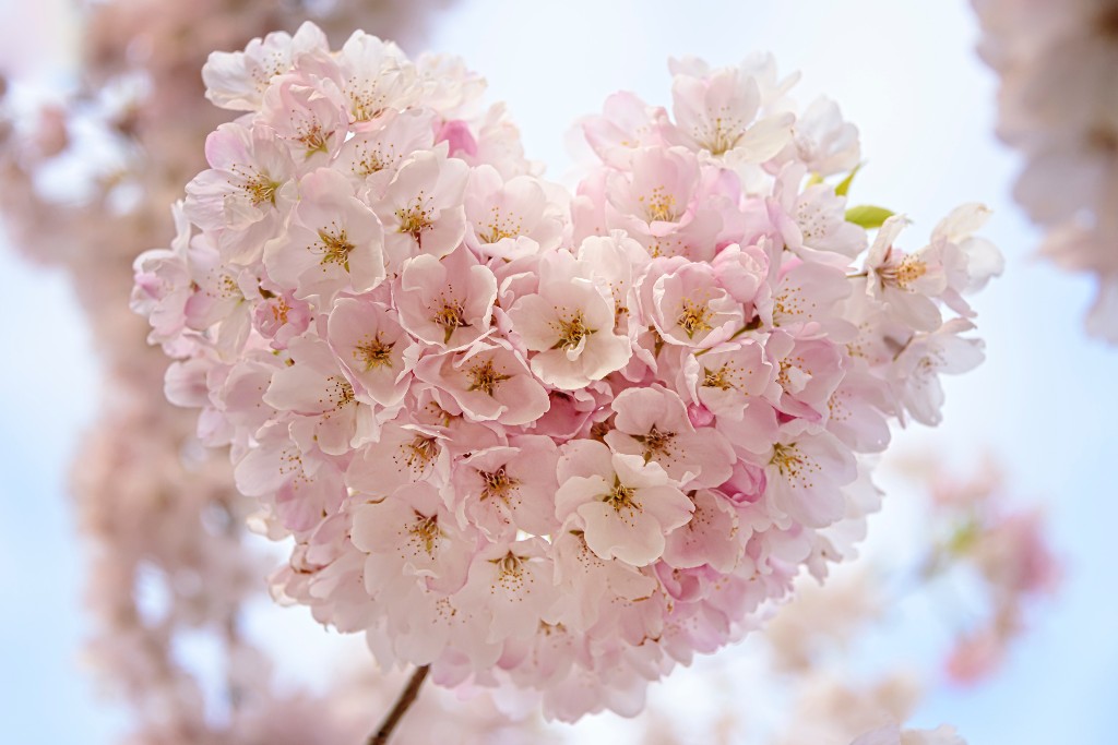 Cherry Blossoms Reached Peak Bloom And You Can Live Stream Them