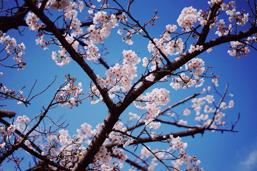 DC Cherry Blossoms to Reach Peak Bloom Within Few Days ...