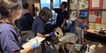 A team of reproductive scientists work to artificially inseminate giant panda Mei Xiang