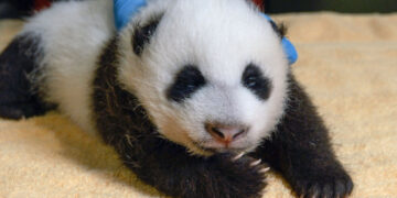 Giant panda cub Xiao Qi Ji at the National Zoo.