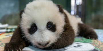 A giant panda cub at the National Zoo.