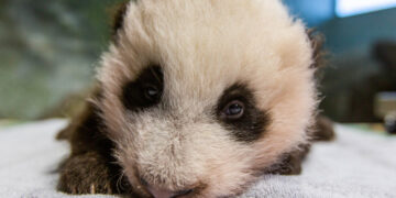 The youngest giant panda cub at the Smithsonian's National Zoo.