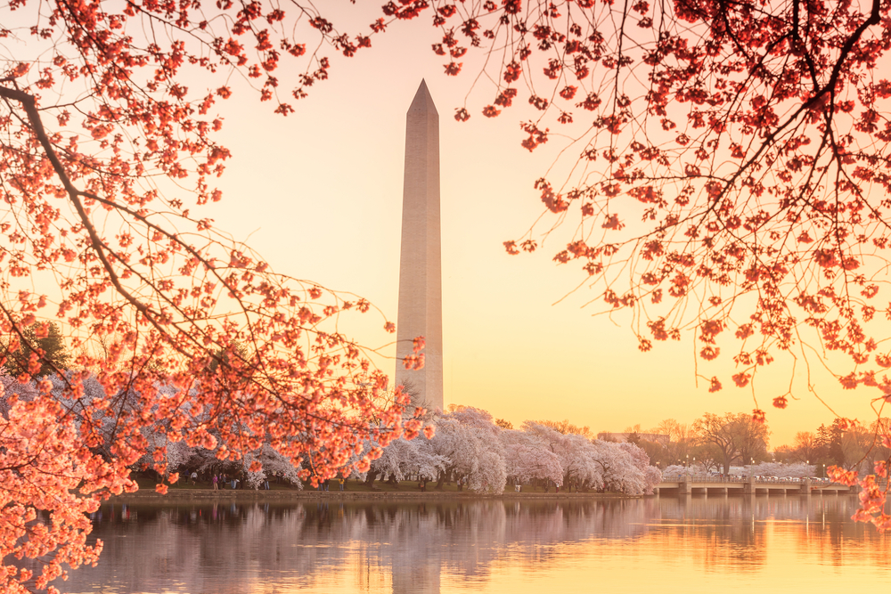 Washington Monument, Jefferson Memorial during the Cherry Blossom Festival