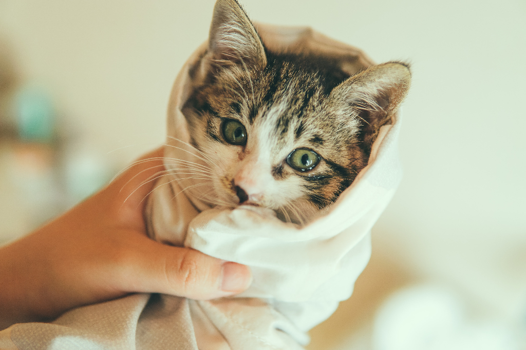 a cat wrapped in a towel