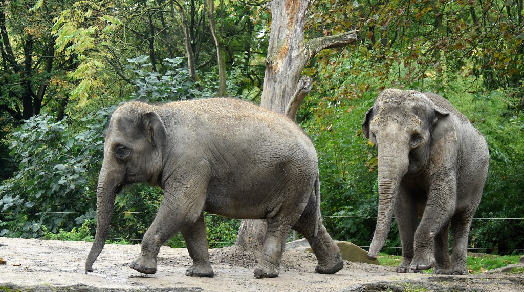 National Zoo elephants